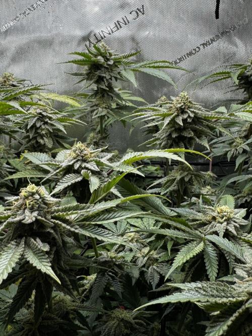 American Pie Organic Earth SCROG. Week 13