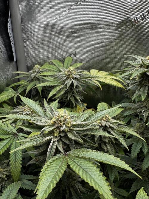 American Pie Organic Earth SCROG. Week 13