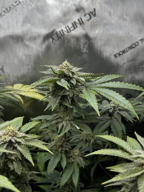 American Pie Organic Earth SCROG. Week 13