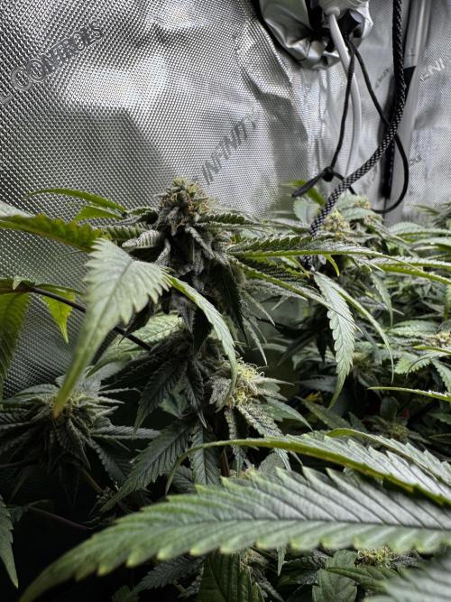 American Pie Organic Earth SCROG. Week 13