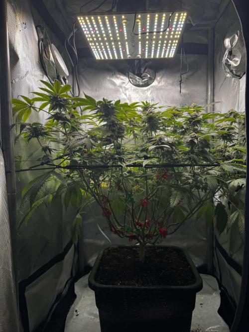 American Pie Organic Earth SCROG. Week 13