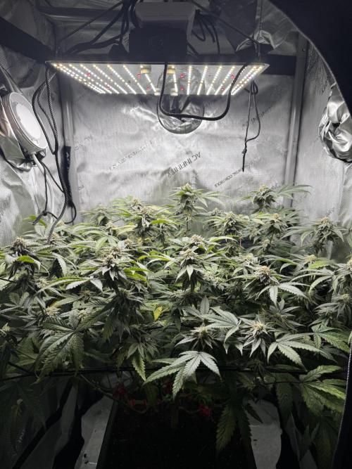 American Pie Organic Earth SCROG. Week 13