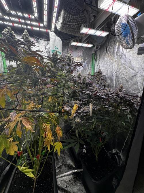 Grounded Genetics New Drops. Week 12