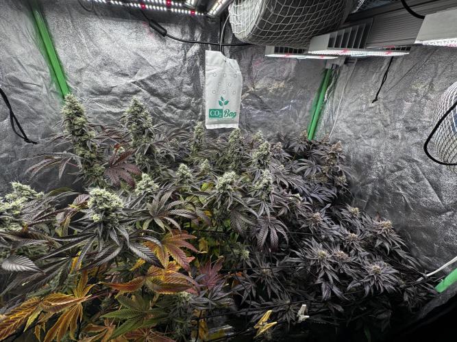 Grounded Genetics New Drops. Week 12