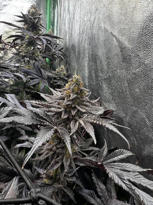 Grounded Genetics New Drops. Week 12 - Kashmir Black 