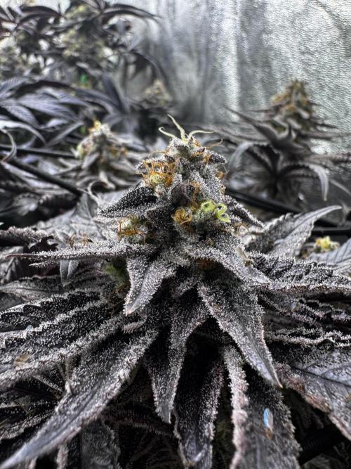 Grounded Genetics New Drops. Week 12 - Kashmir black 