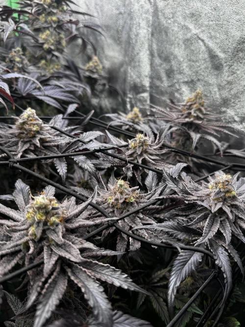 Grounded Genetics New Drops. Week 12 - Kashmir black 