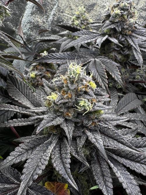 Grounded Genetics New Drops. Week 12 - Kashmir black 