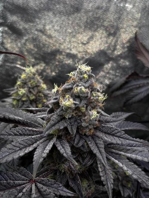 Grounded Genetics New Drops. Week 12 - Kashmir black 