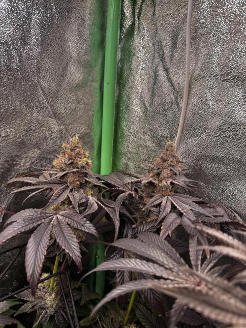 Grounded Genetics New Drops. Week 12 - Kashmir black 