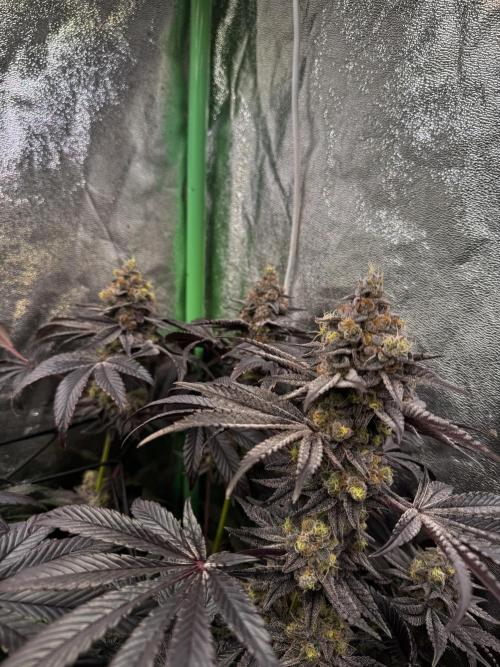 Grounded Genetics New Drops. Week 12 - Kashmir black 