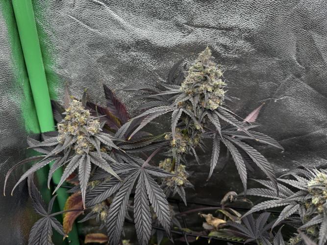 Grounded Genetics New Drops. Week 12 - Pink piña