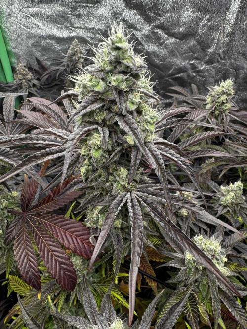 Grounded Genetics New Drops. Week 12 - Pink piña