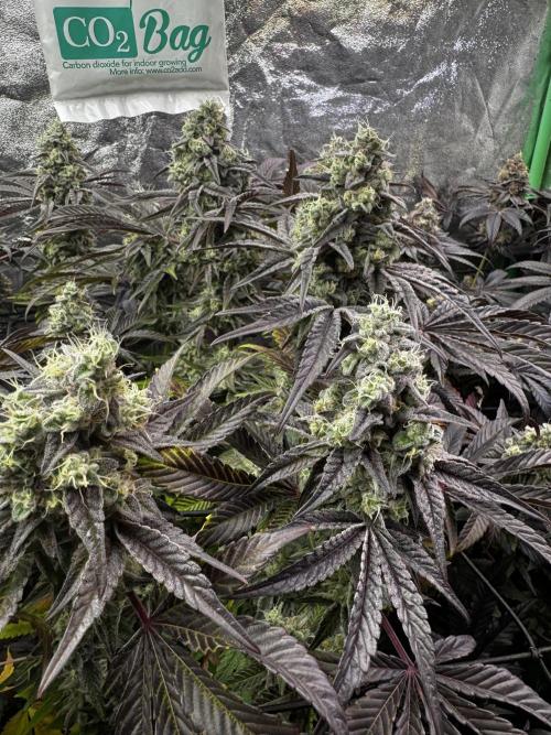 Grounded Genetics New Drops. Week 12 - Pink piña