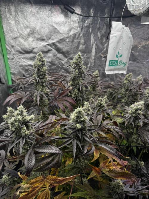 Grounded Genetics New Drops. Week 12 - Pink piña