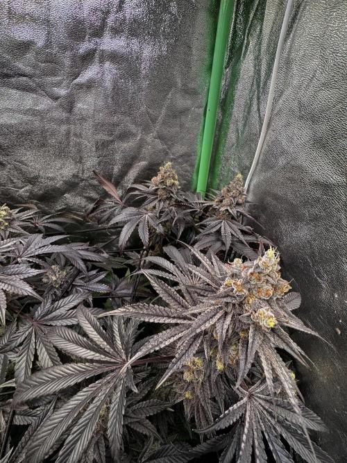 Grounded Genetics New Drops. Week 13 - Kashmir Black