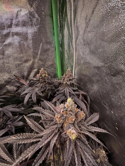 Grounded Genetics New Drops. Week 13 - Kashmir Black