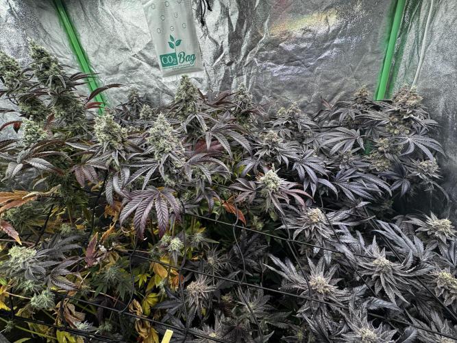 Grounded Genetics New Drops. Week 13