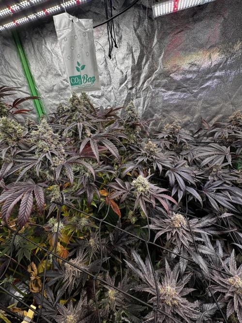 Grounded Genetics New Drops. Week 13