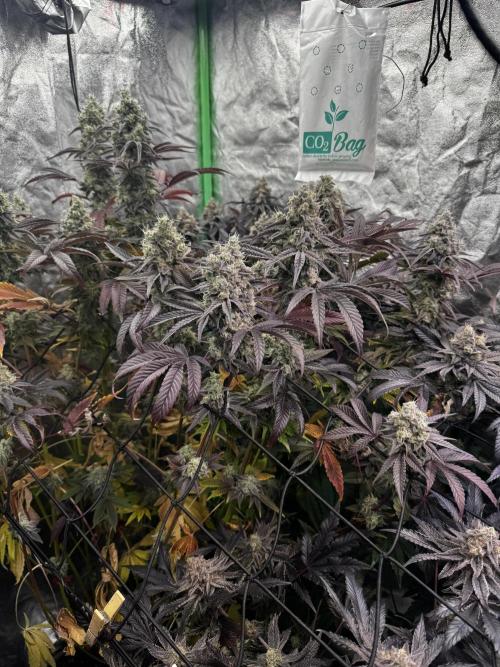 Grounded Genetics New Drops. Week 13