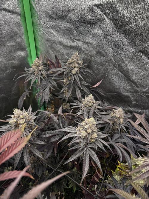 Grounded Genetics New Drops. Week 13 - Pink piña