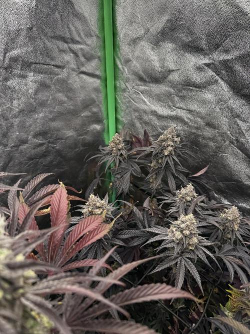 Grounded Genetics New Drops. Week 13 - Pink piña