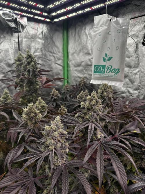 Grounded Genetics New Drops. Week 13 - Pink piña