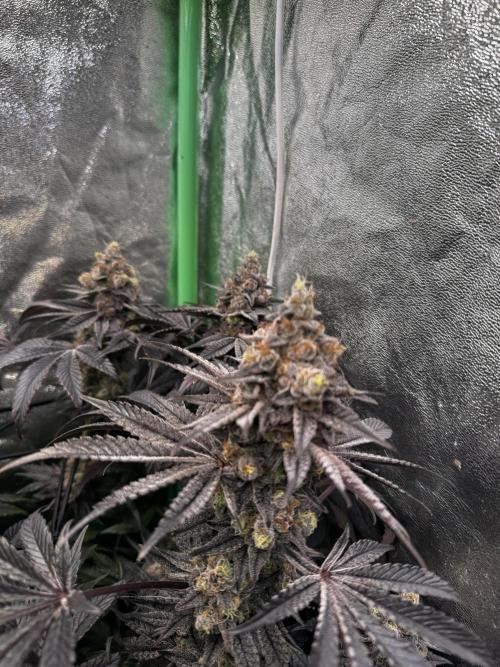 Grounded Genetics New Drops. Week 13 - Kashmir black 