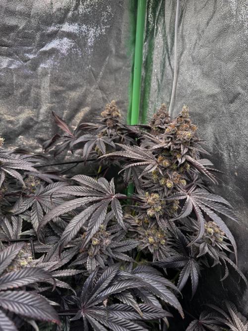 Grounded Genetics New Drops. Week 13 - Kashmir black 