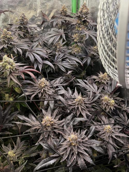 Grounded Genetics New Drops. Week 13 - Kashmir black 