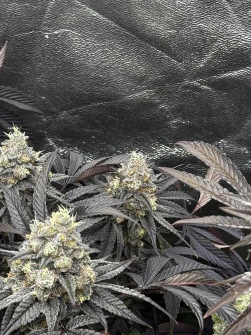 Grounded Genetics New Drops. Week 13 - Pink piña