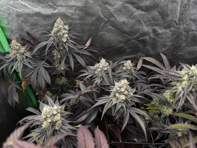 Grounded Genetics New Drops. Week 13 - Pink Piña