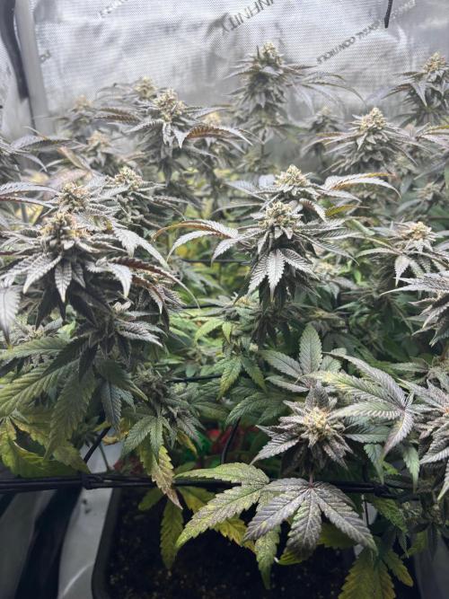 American Pie Organic Earth SCROG. Week 14