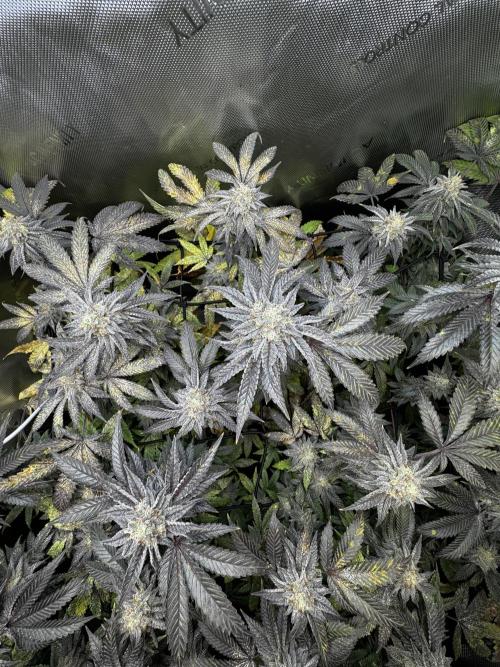 American Pie Organic Earth SCROG. Week 14