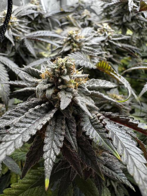 American Pie Organic Earth SCROG. Week 14