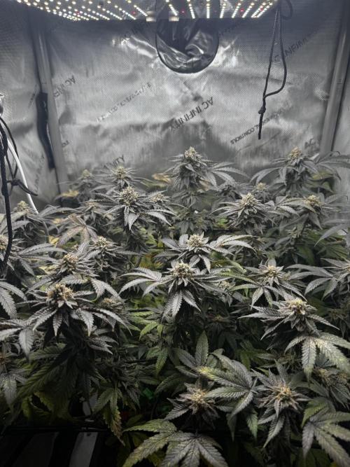 American Pie Organic Earth SCROG. Week 14