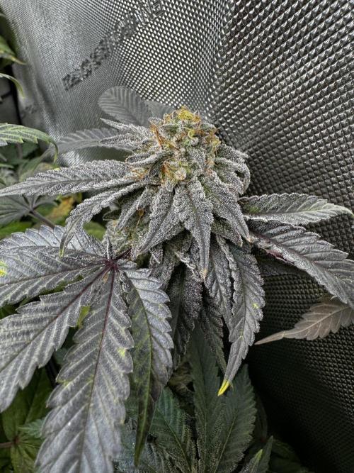 American Pie Organic Earth SCROG. Week 15