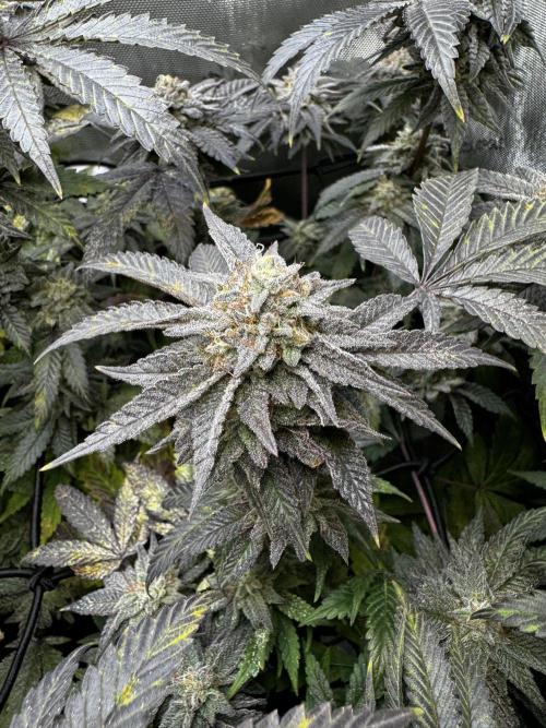 American Pie Organic Earth SCROG. Week 15