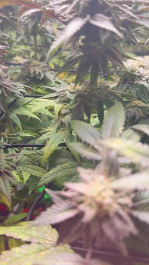 American Pie Organic Earth SCROG