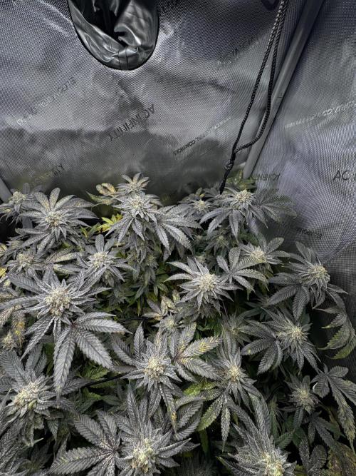 American Pie Organic Earth SCROG. Week 15