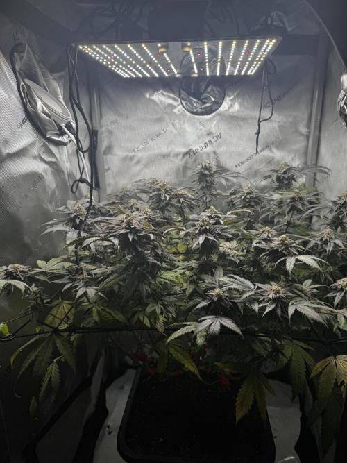 American Pie Organic Earth SCROG. Week 15