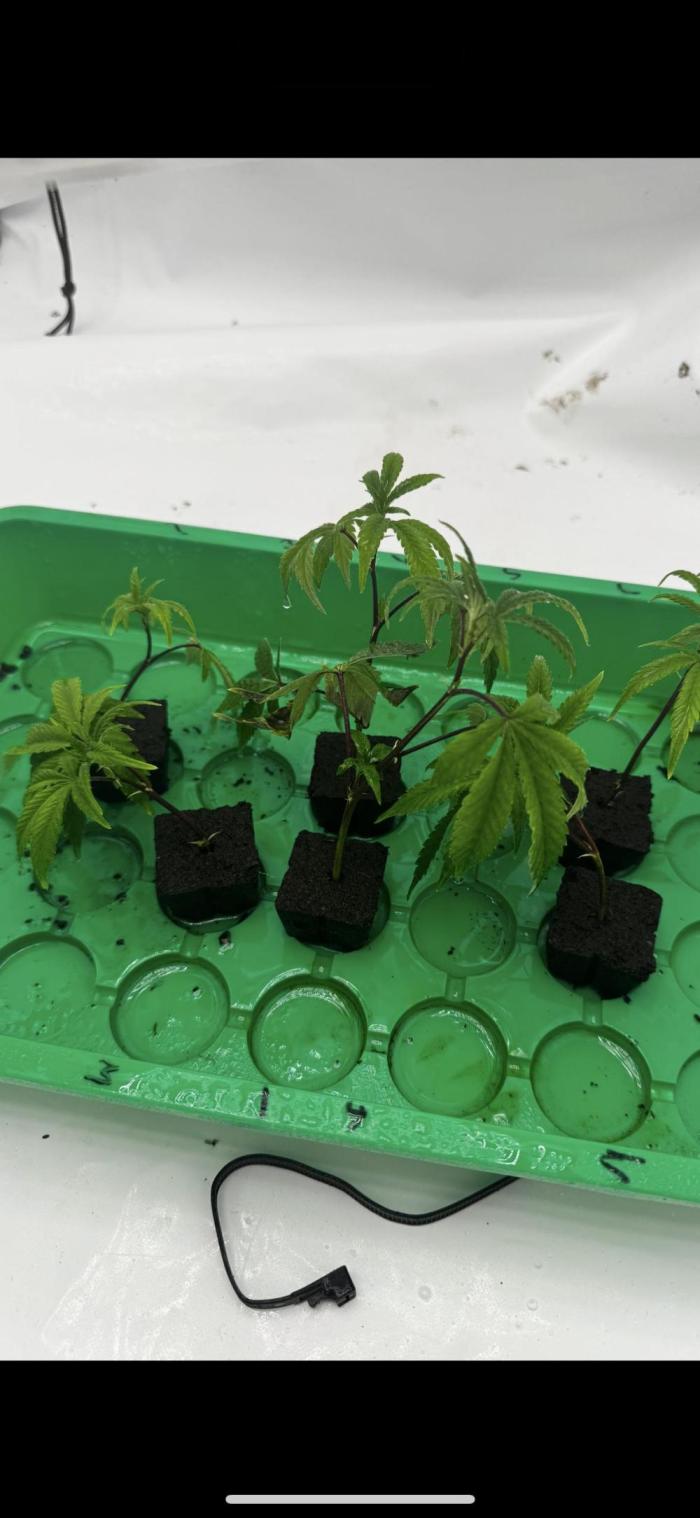 2x Cap Junky Scrog. Week 0 - Cuttings 