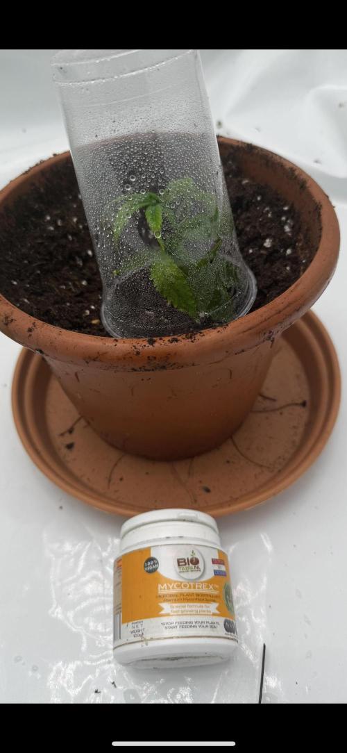 2x Cap Junky Scrog. Week 1