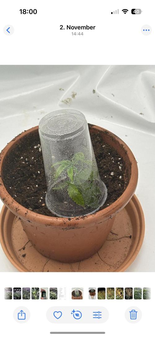 2x Cap Junky Scrog. Week 1