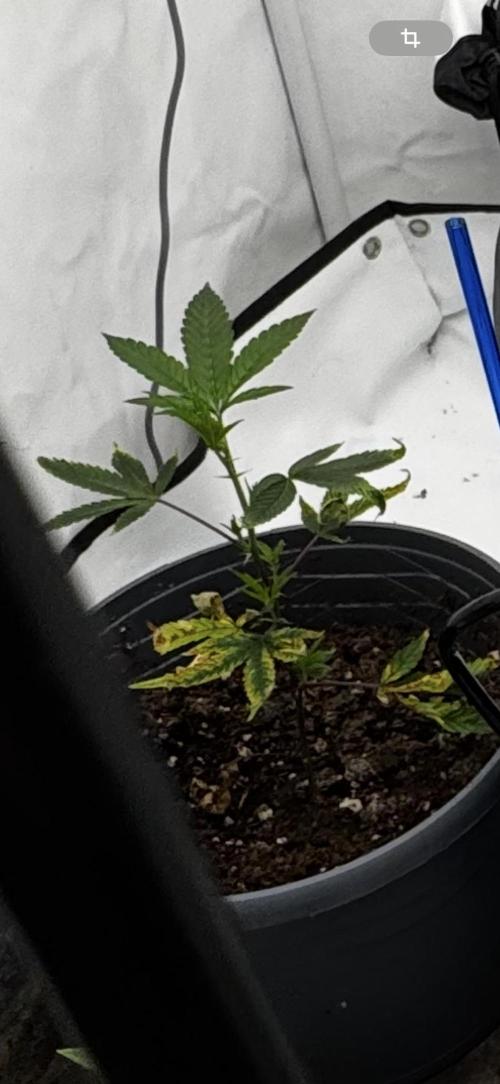 2x Cap Junky Scrog. Week 2