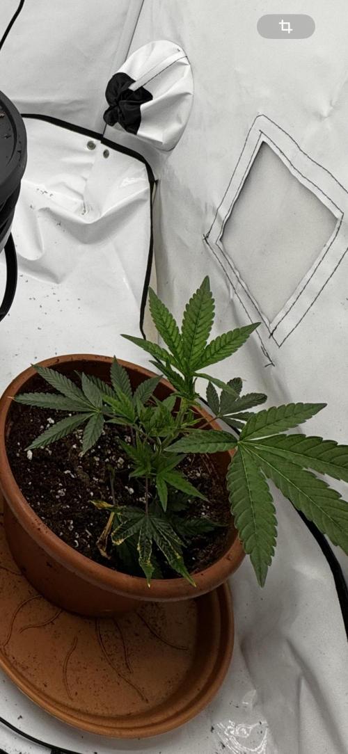 2x Cap Junky Scrog. Week 2