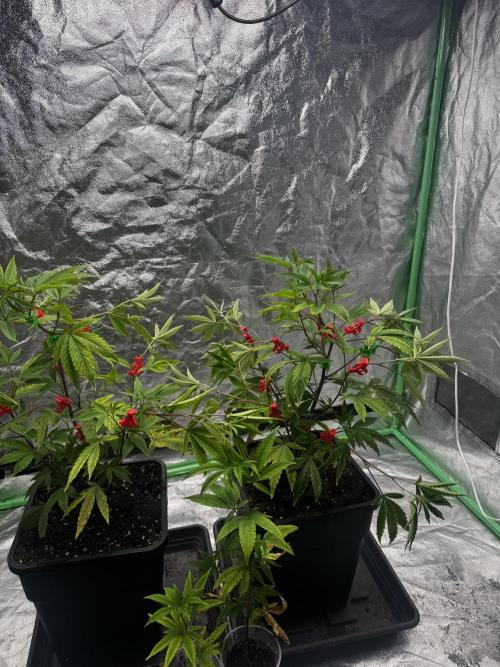 2x Cap Junky Scrog. Week 4