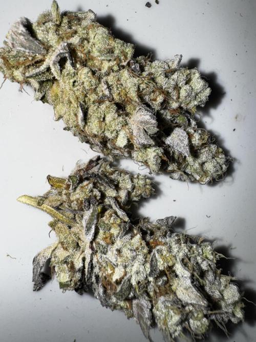 Grounded Genetics New Drops. Week 14