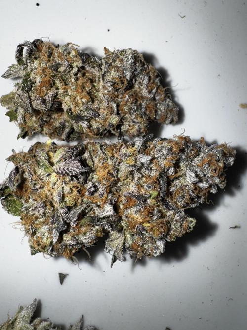 Grounded Genetics New Drops. Week 14