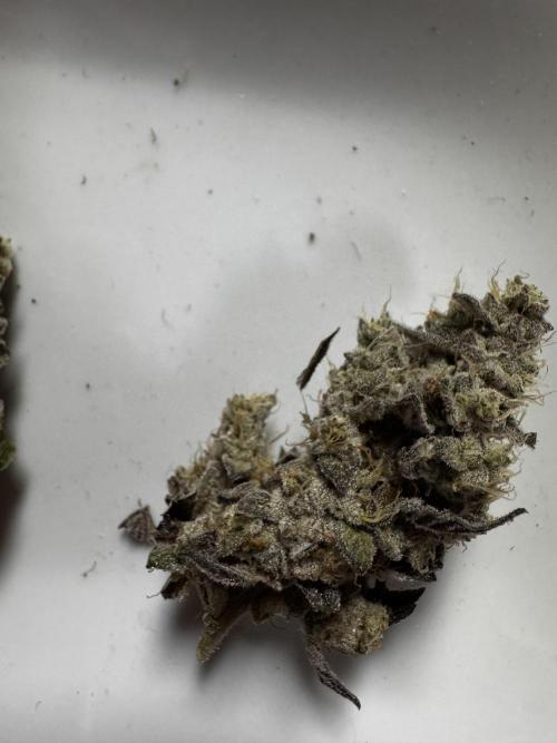 Grounded Genetics New Drops. Week 14